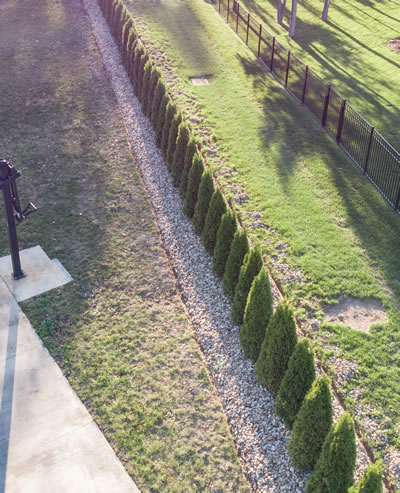 Row of planted Arborvitae